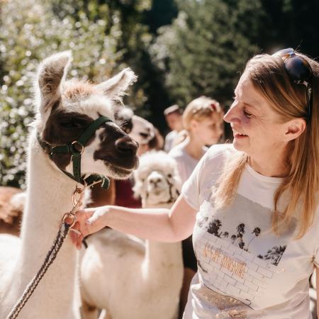 Alpakas und Lamas zum Gr nen See